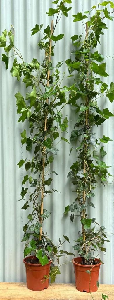 HEDERA HIBERNICA  180/++ cm € 3,25 AANBIEDING!!!, Ophalen, Vaste plant, Bloeit niet, Halfschaduw