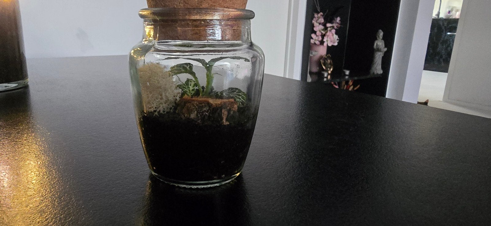 Uniek mini terrarium met Fitonia, mos en berkenschijfje, Ophalen