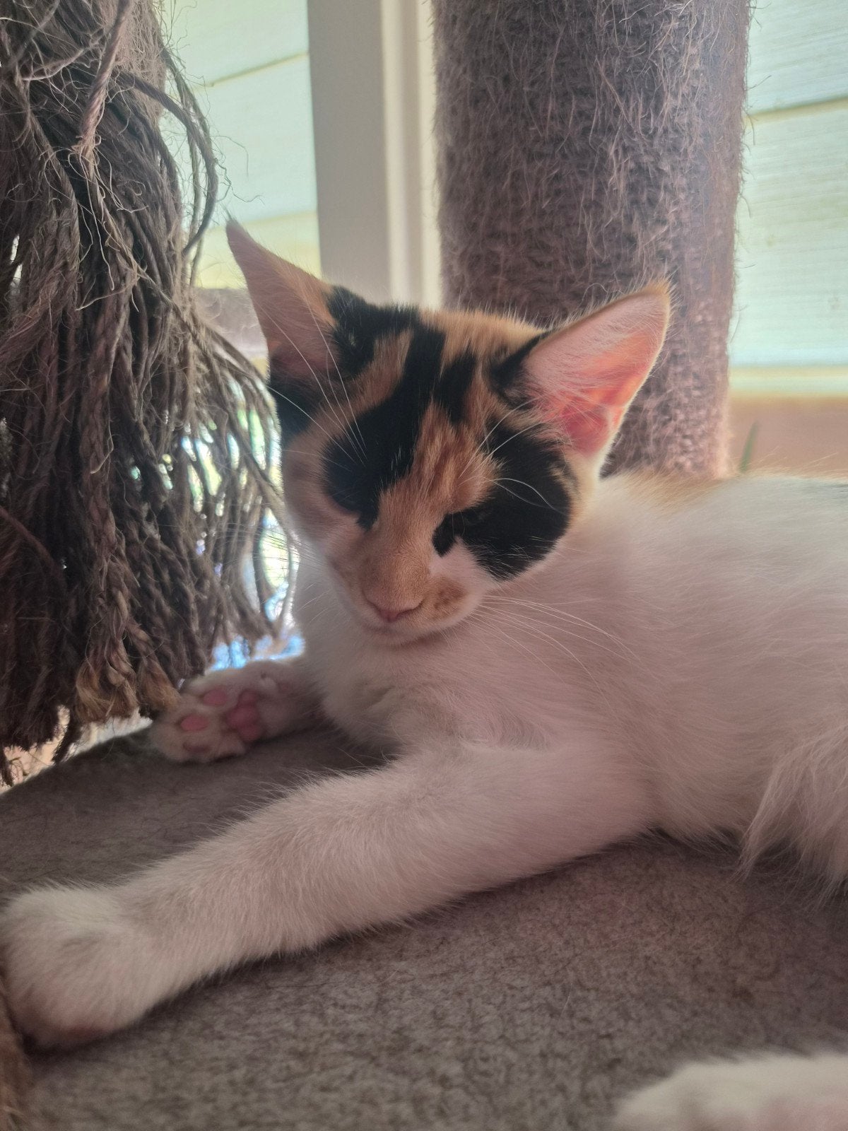 Kruising  75 % maincoon kittens een stuks Mogen het nest ve, Dieren en Toebehoren, Meerdere dieren, Ontwormd, 0 tot 2 jaar