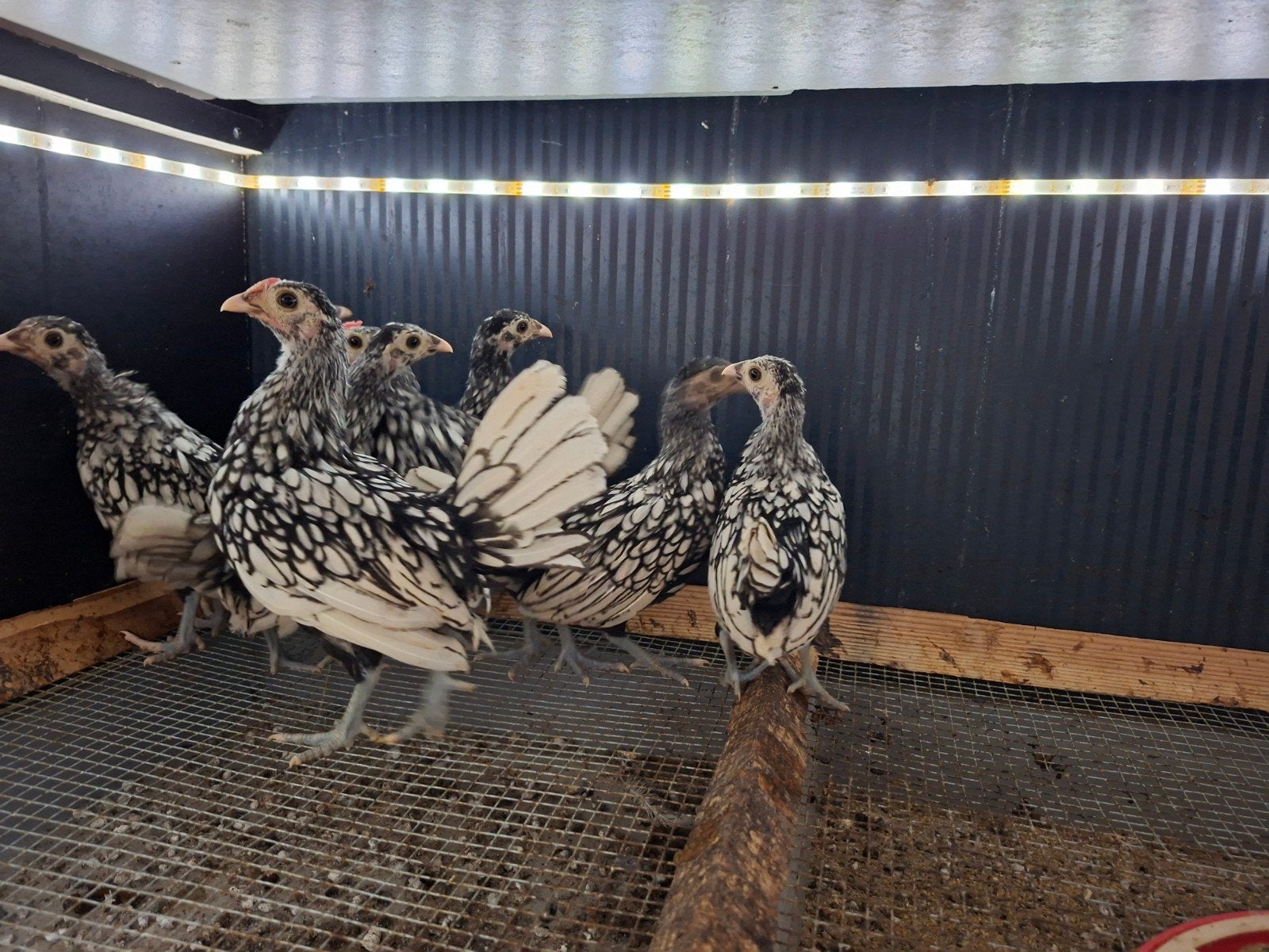 Jonge sebright hennen zilverzwartgezoomd (Ingeënt), Dieren en Toebehoren, Pluimvee, Vrouwelijk, Kip