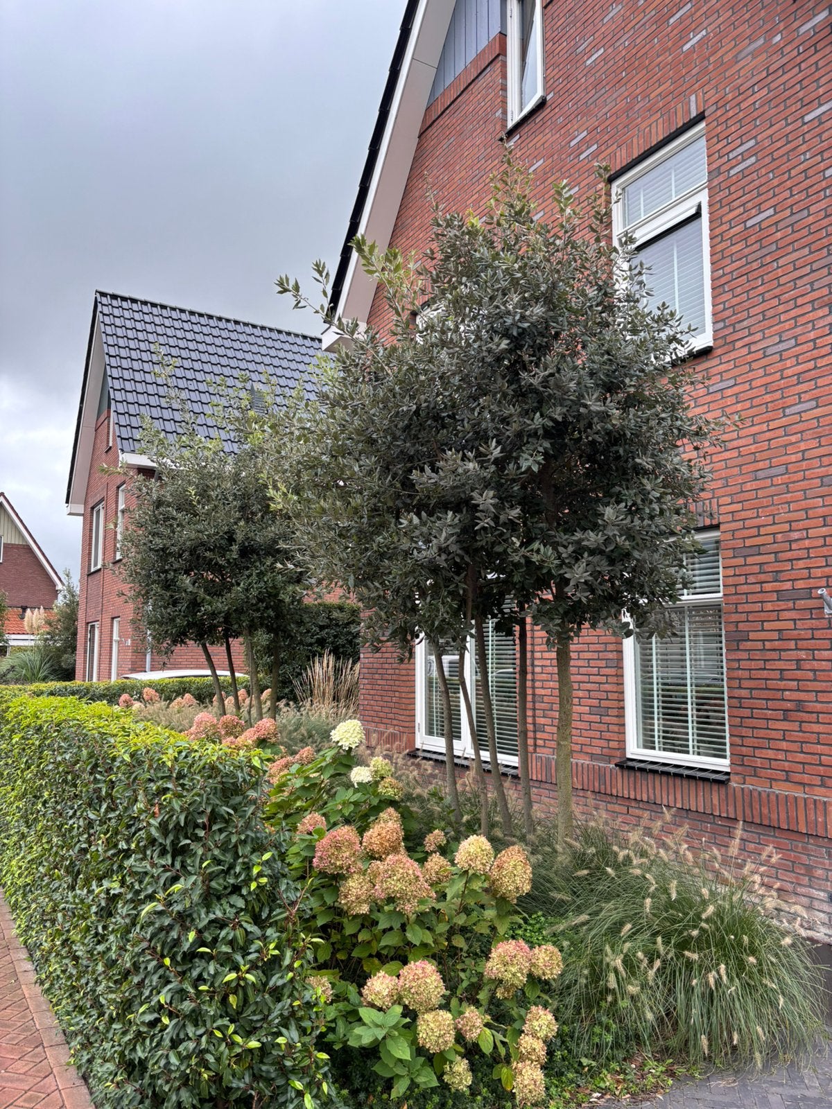Meerstammige steeneik (Quercus ilex) 2x, Ophalen, Volle zon, Overige soorten, 400 cm of meer