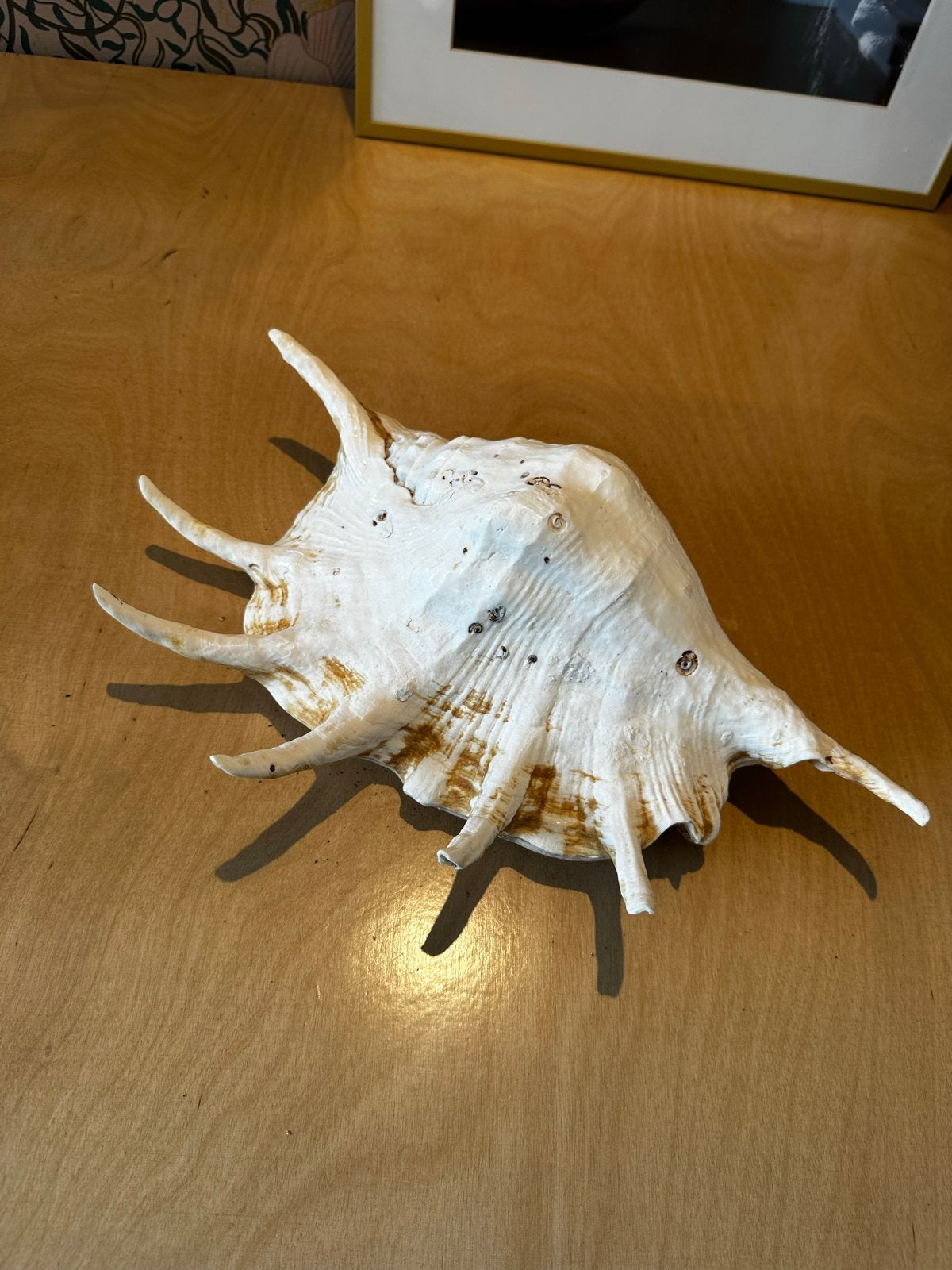 Grote decoratieve schelp - Spider Conch (Lambis lambis), Ophalen of Verzenden, Gebruikt