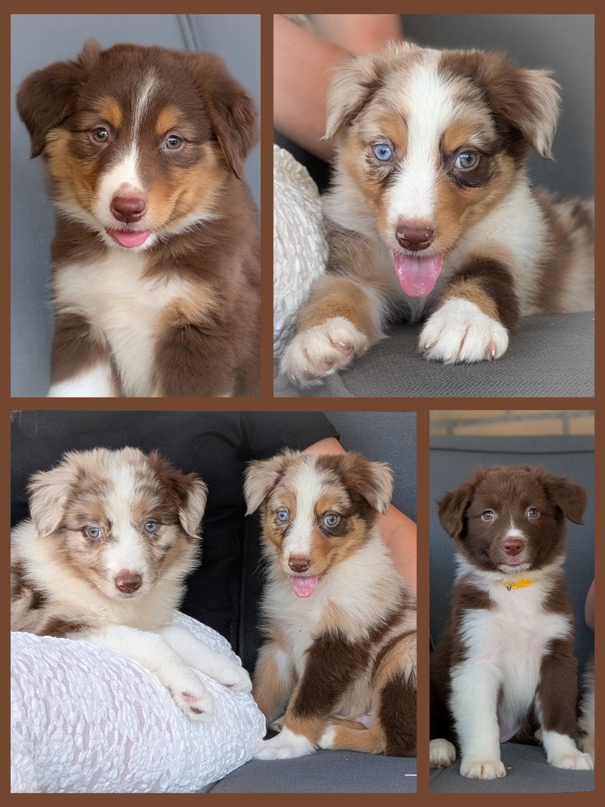 schattige Australian Shepherd pups mogen het nestje verlaten, Dieren en Toebehoren, Honden | Herdershonden en Veedrijvers, Parvo