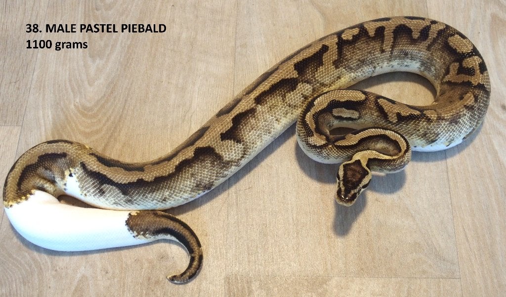 Koningspythons halfwas en volwassen kweekdieren deel 2 Ball Python photo 14
