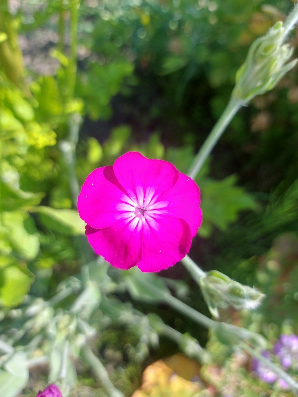 Lychnis coronaria zaden, prikneus, Ophalen of Verzenden, Volle zon