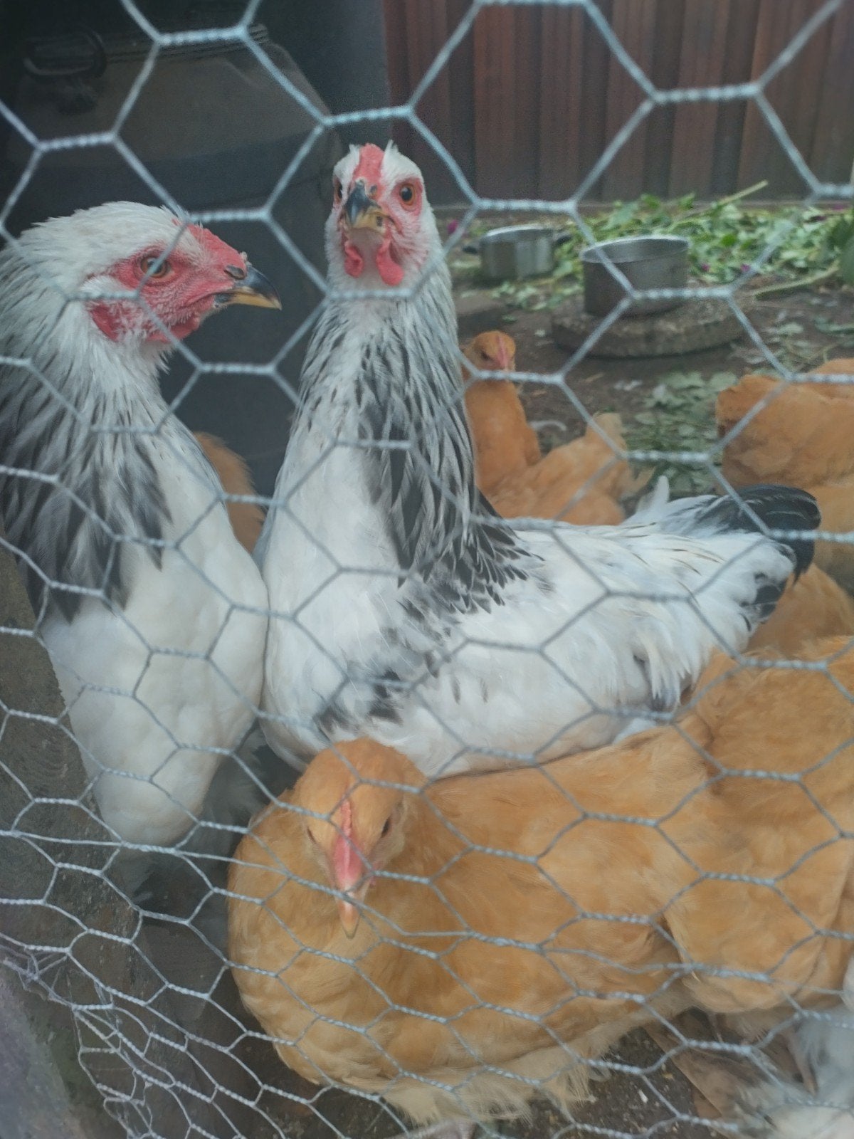 Brahma s kolombia hanen, Dieren en Toebehoren, Pluimvee, Mannelijk, Kip
