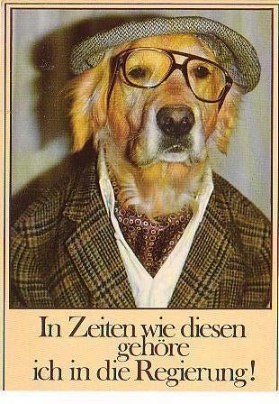 Ansichtkaart	Hond	met bril en pet, Verzenden, 1960 tot 1980, Ongelopen, Hond of Kat