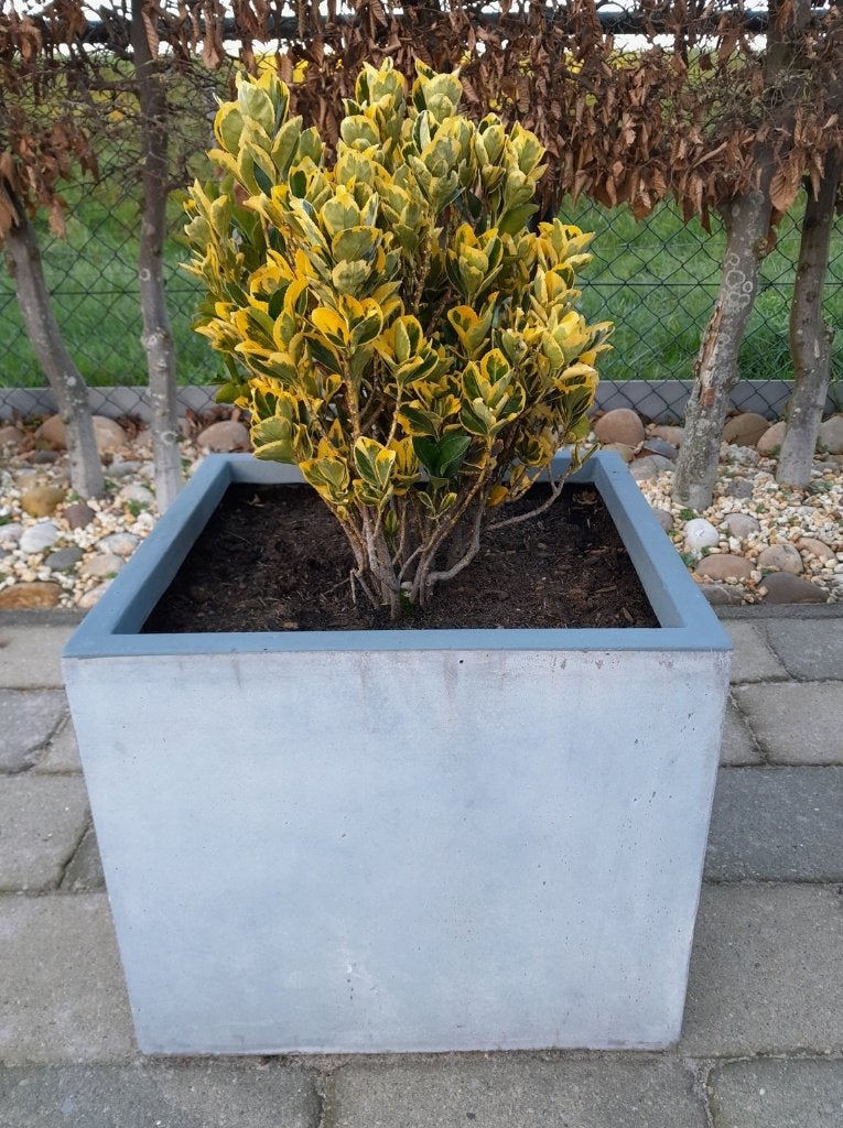 Euonymus -Kardinaalsmuts plant, Ophalen, Overige soorten, Volle zon