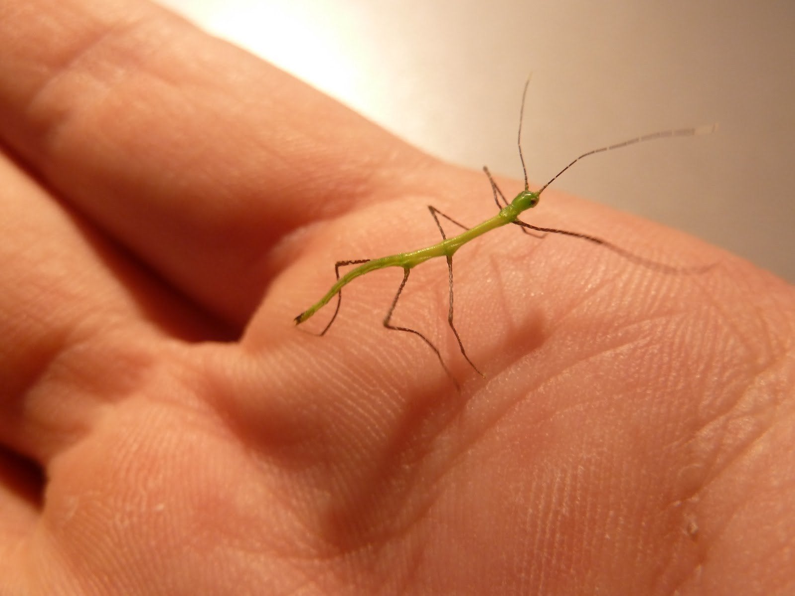 Wandelende takken, baby's, Dieren en Toebehoren, Insecten en Spinnen, Wandelende tak