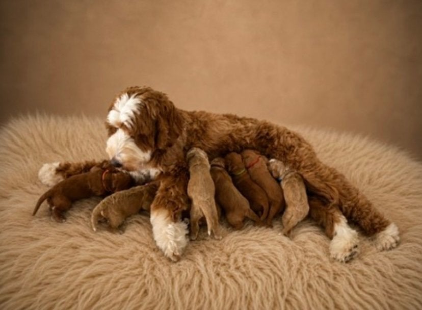 Australian labradoodle pup, België, Fokker | Hobbymatig, Overige rassen, 8 tot 15 weken