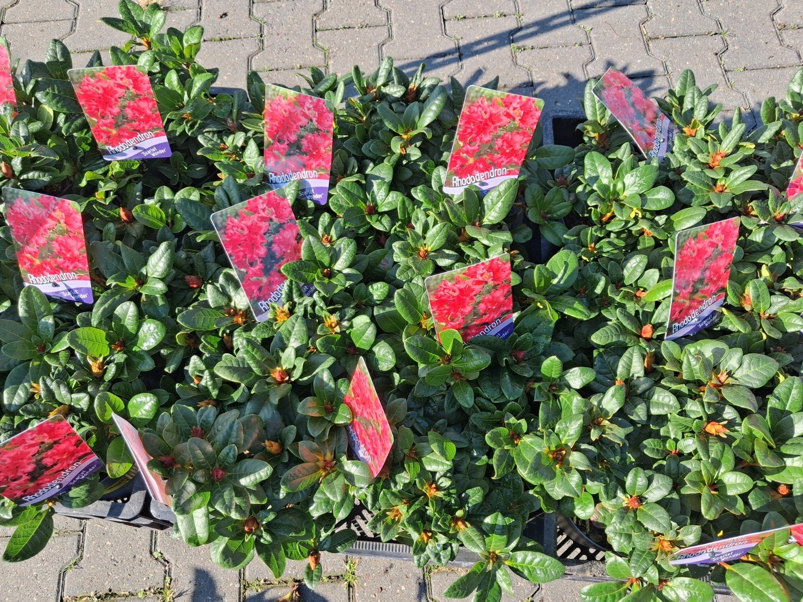 Rhododendron 'Scarlet Wonder' - Compacte Bloeier, Tuin en Terras, Ophalen of Verzenden, Rhododendron, Struik, Minder dan 100 cm