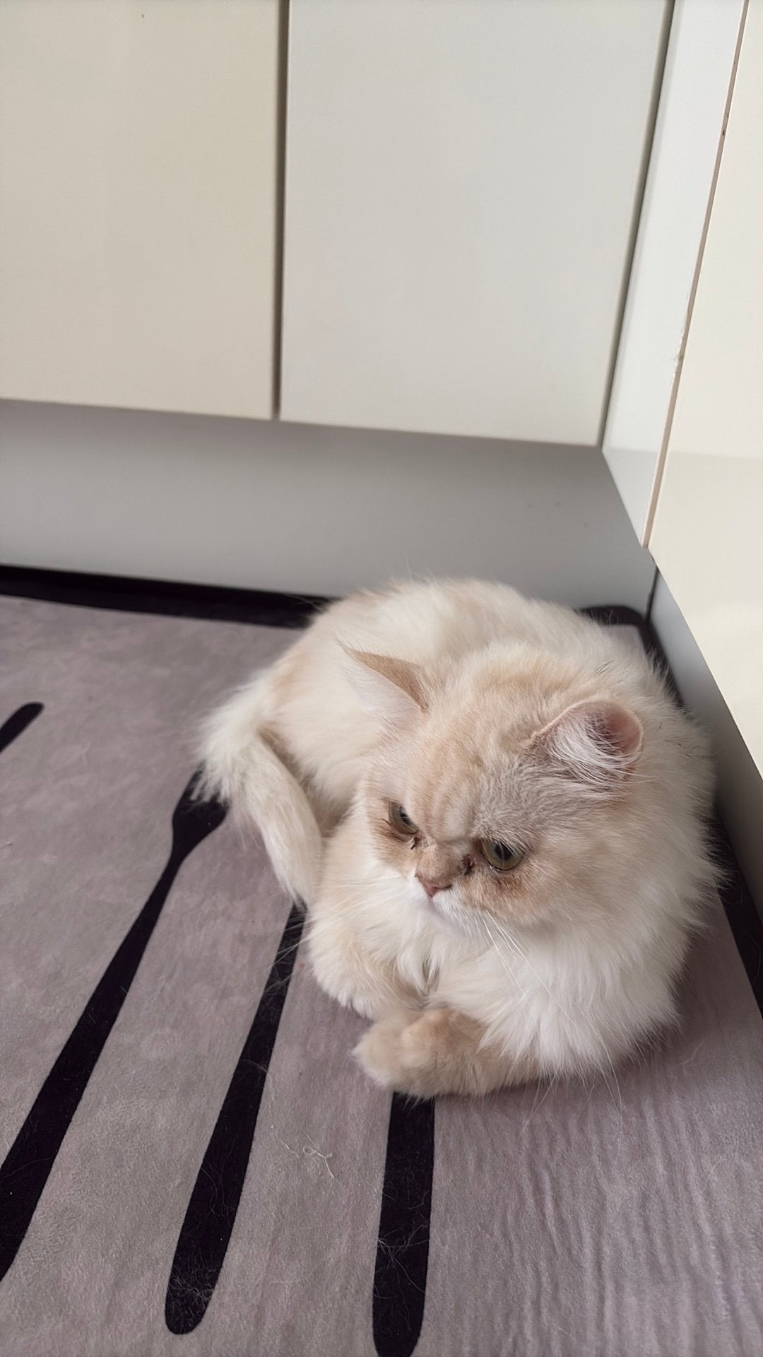 Perzisch vrouwtje, Dieren en Toebehoren, Katten en Kittens | Raskatten | Langhaar