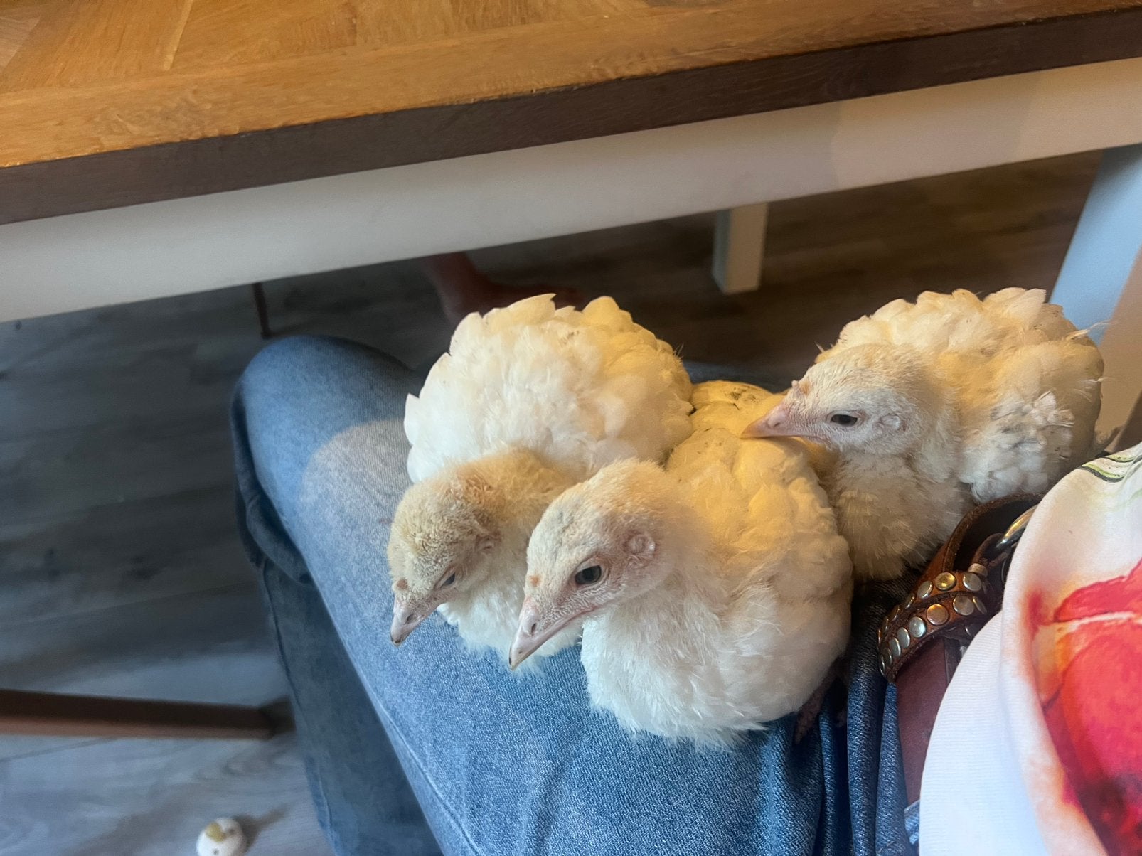 Kalkoen kuikens twee hanen, Dieren en Toebehoren, Pluimvee, Mannelijk, Kalkoen