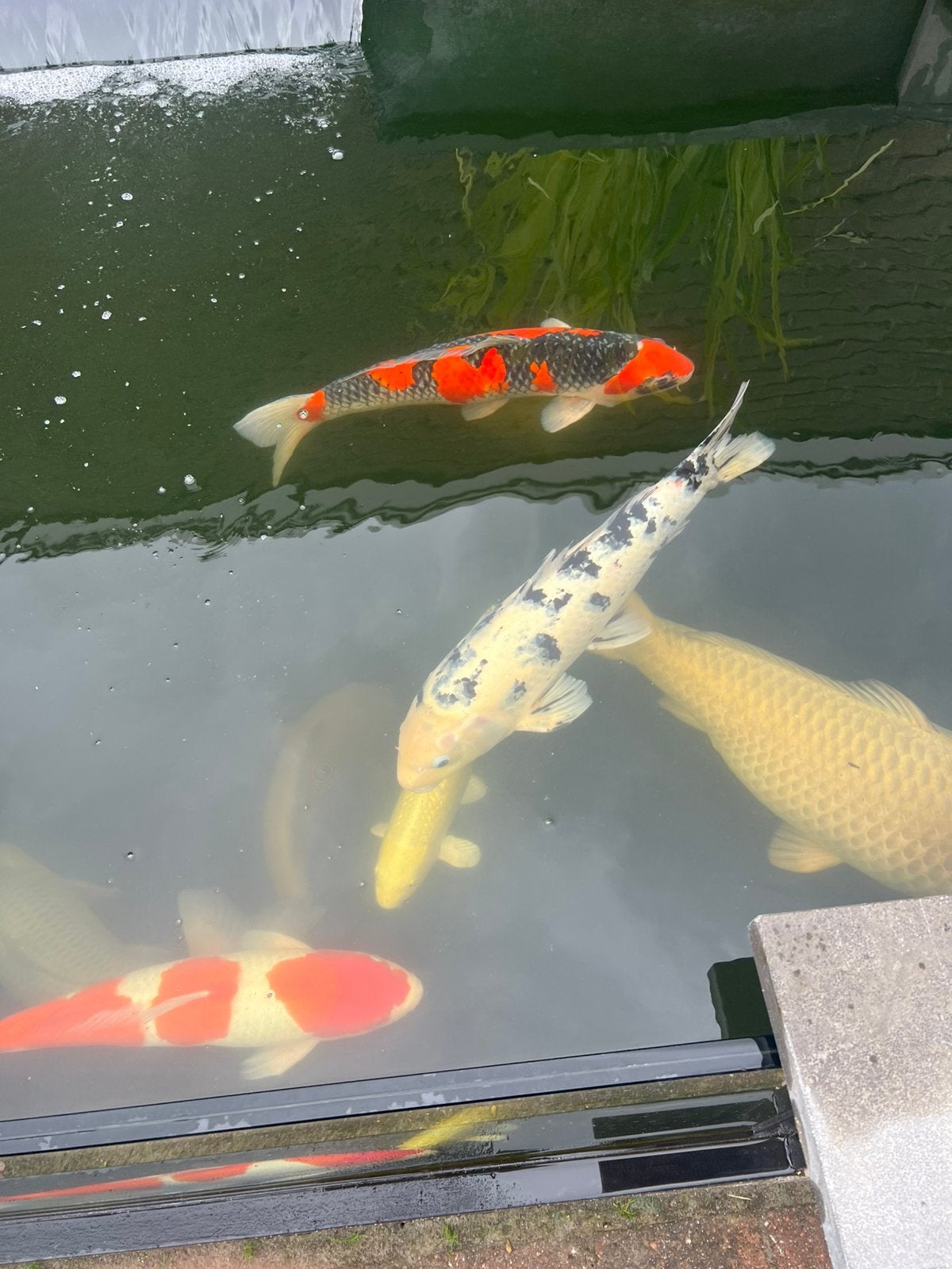 Koi karpers, Dieren en Toebehoren, Karper of Koi