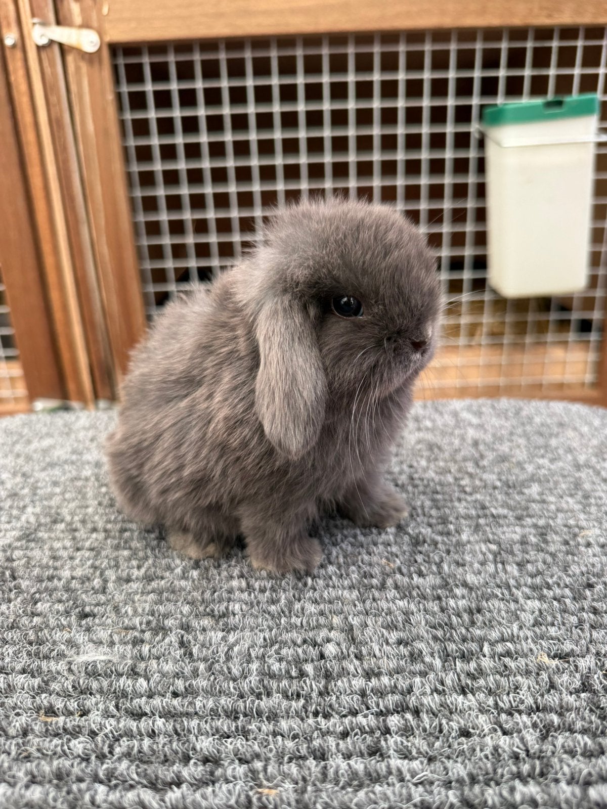 Prachtige lieve minilop konijntjes, Dieren en Toebehoren, Konijnen, Meerdere dieren, Dwerg