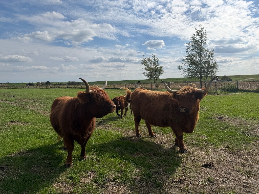 Prachtige Schotse Hooglanders!, Dieren en Toebehoren, Meerdere dieren, 3 tot 6 jaar