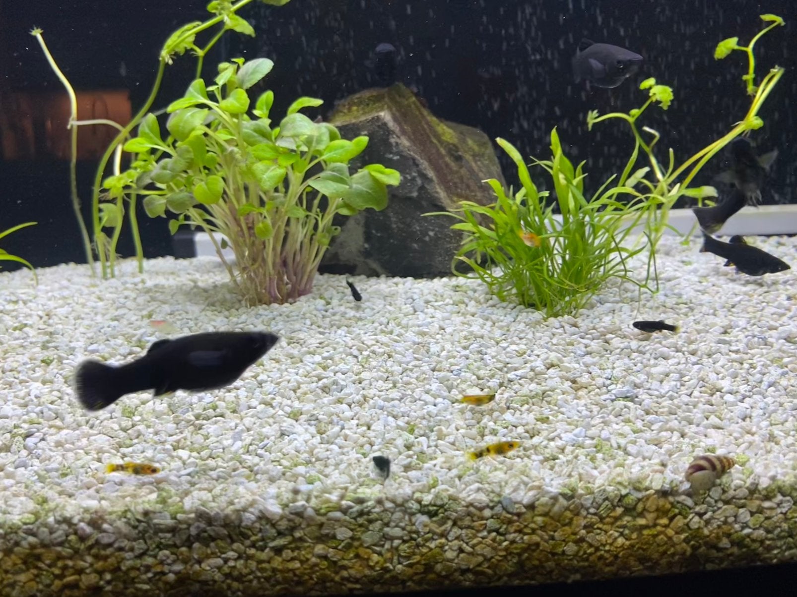 Gratis -baby-molly’s black of gold, Dieren en Toebehoren, Vissen | Aquariumvissen, Vis