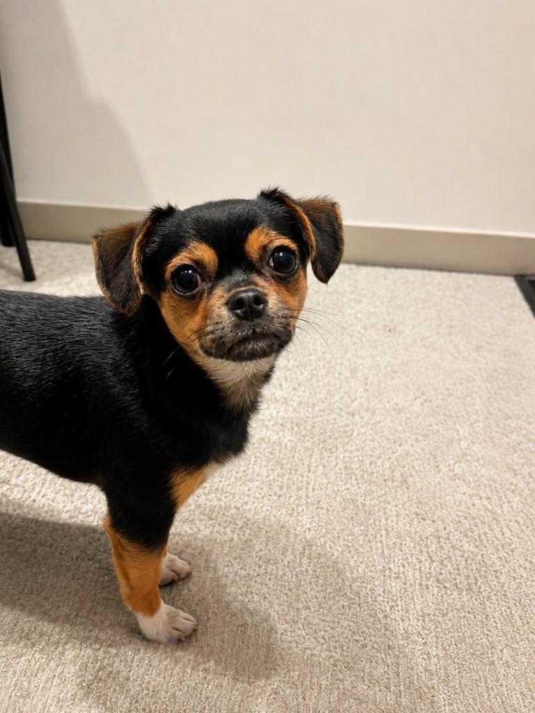 ️ Super lief Chihuahua x Dwergpinscher reutje ️, Dieren en Toebehoren, Honden | Chihuahua's en Gezelschapshonden, België, Particulier