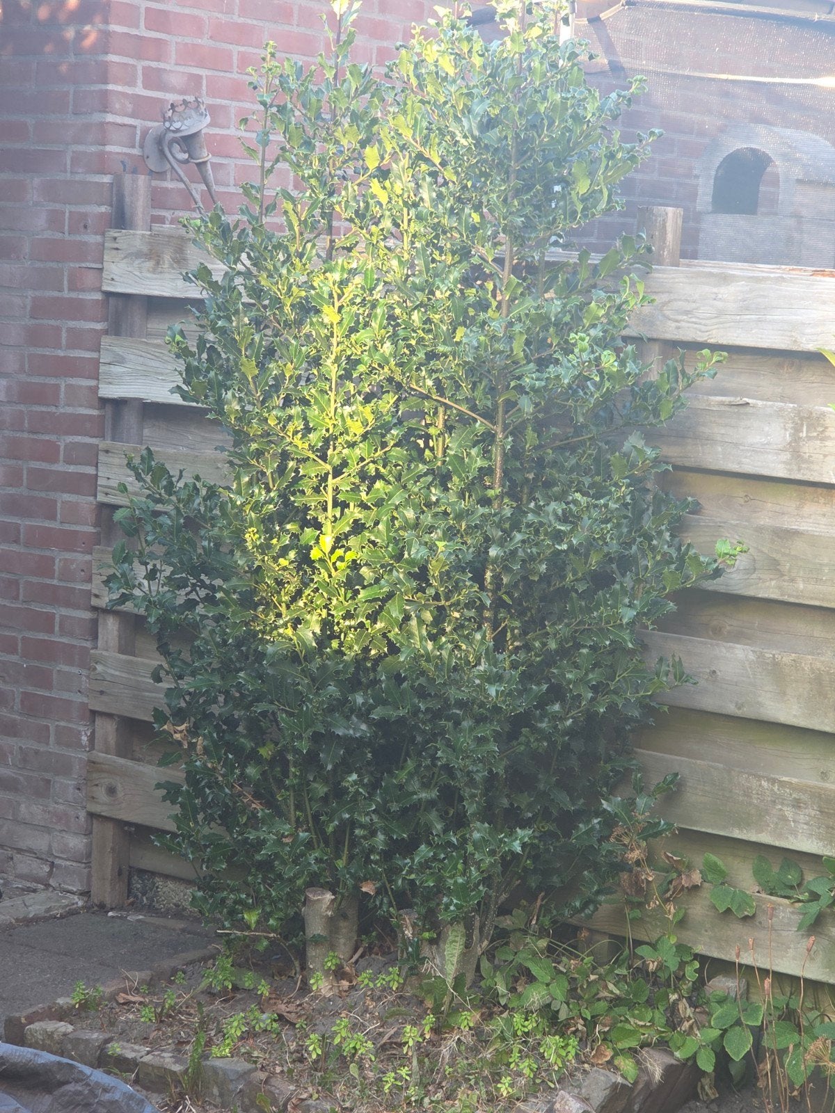 Gratis Hulst struik, Ophalen, Hulst, Struik, 100 tot 250 cm