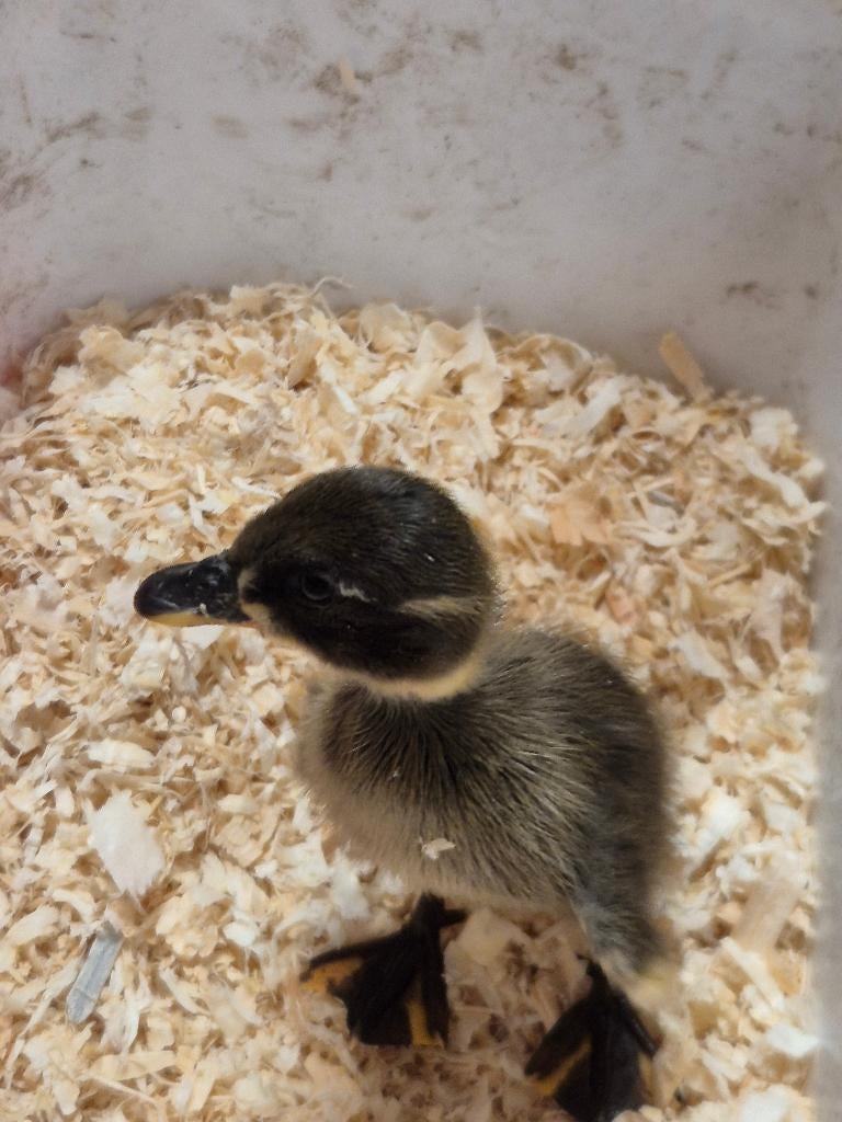 loopeend, Dieren en Toebehoren, Pluimvee, Geslacht onbekend, Eend