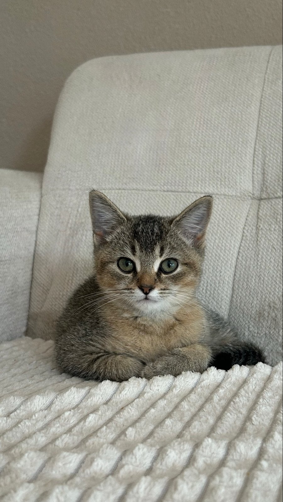 Britse korthaar kater, Kater
