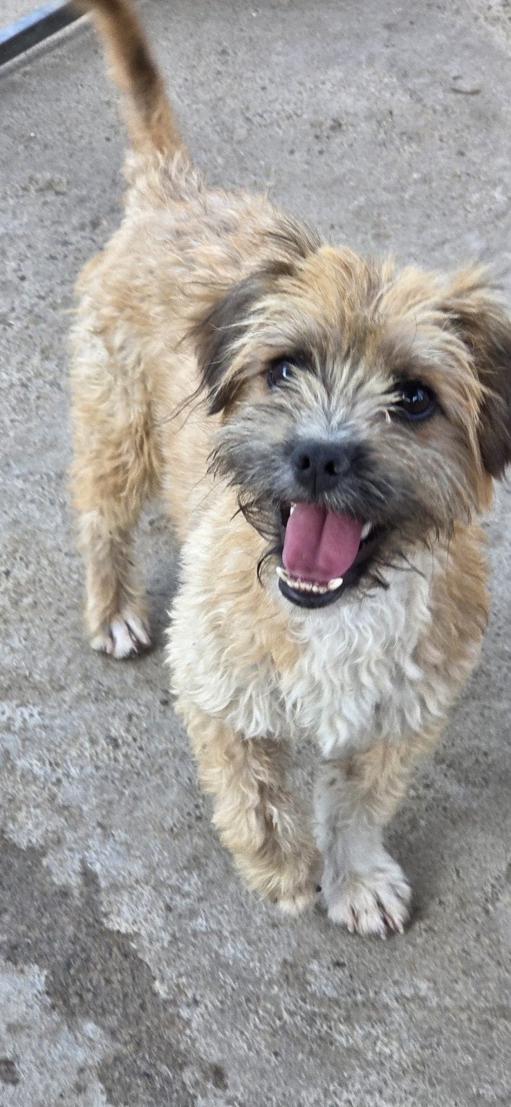 Brad zoekt een baasje, Buitenland, Parvo, Eén hond, 3 tot 5 jaar