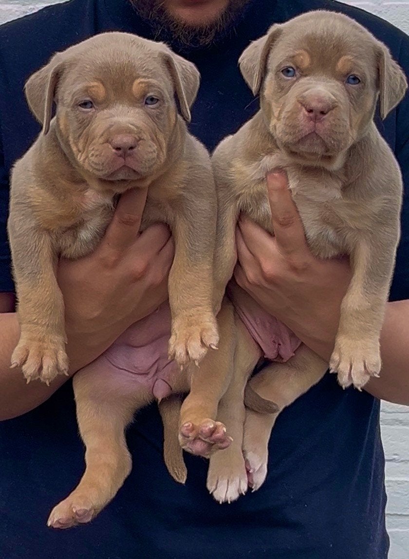 Bully xl pups tri color, Parvo, Overige rassen, 8 tot 15 weken, Meerdere