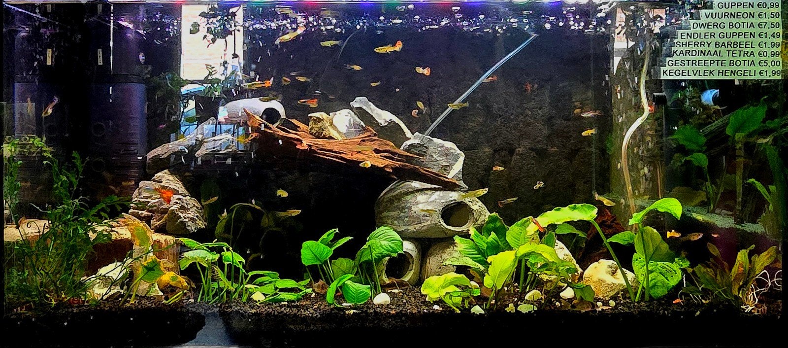 super veel mooie vissen op vooraad!, Dieren en Toebehoren, Vissen | Aquariumvissen, Vis