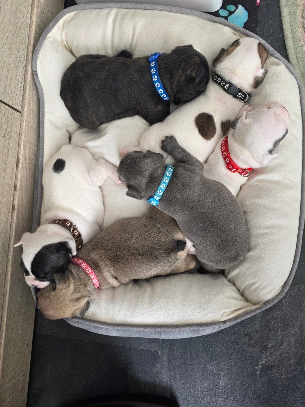Franse bulldog puppies/gouden mandje. 3 reutjes en 3 teefjes, Dieren en Toebehoren, 8 tot 15 weken, Bulldog, Meerdere, Meerdere dieren