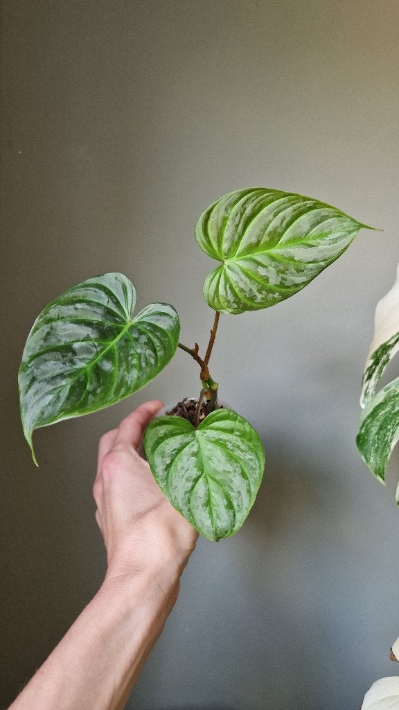 Philodendron Majestic, Huis en Inrichting, Kamerplanten, Ophalen of Verzenden, Halfschaduw, Minder dan 100 cm