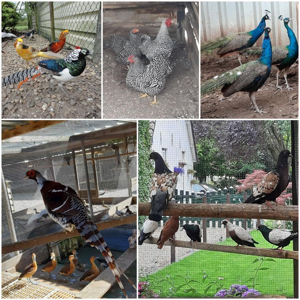 FAZANTEN
 KIPPEN
DUIVEN
EENDEN
GANZEN
PAUWEN
ECT, Dieren en Toebehoren, Pluimvee, Meerdere dieren