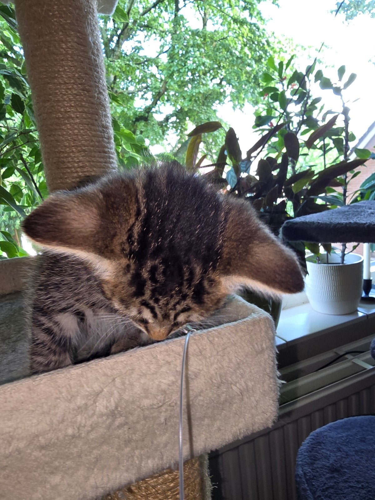 Kittens te koop, Dieren en Toebehoren, Katten en Kittens | Overige Katten