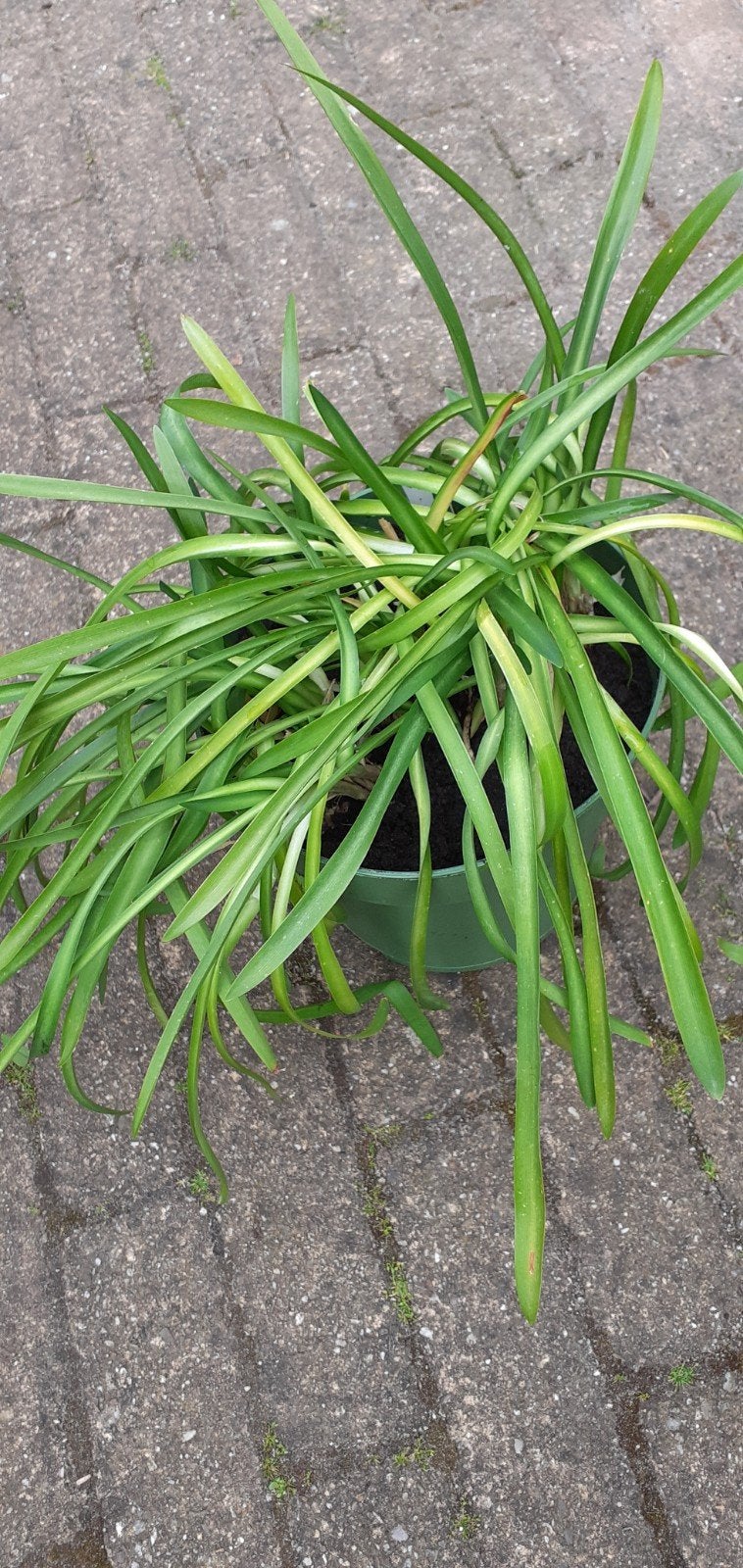 Blauwe  Agaphantus, Tuin en Terras, Planten | Tuinplanten, Ophalen, Overige soorten, Volle zon