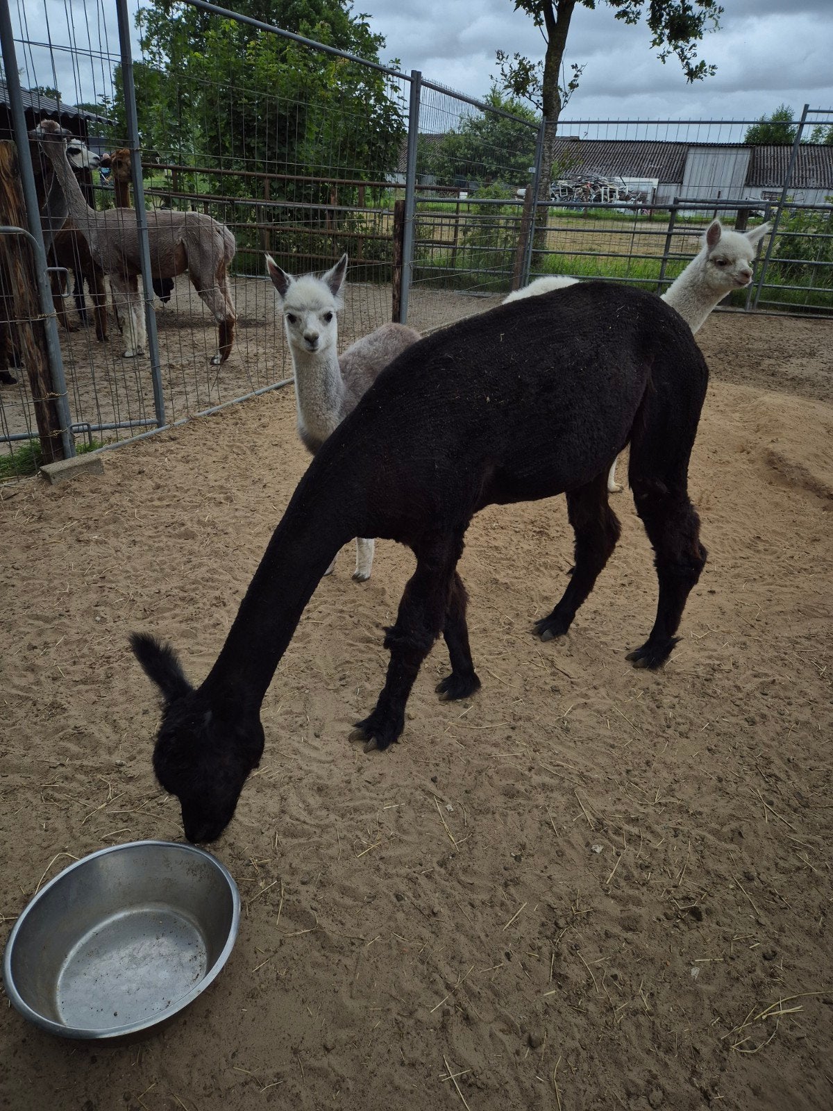 alpaca merrie met hengstveulen., Dieren en Toebehoren, Mei, Meerdere dieren