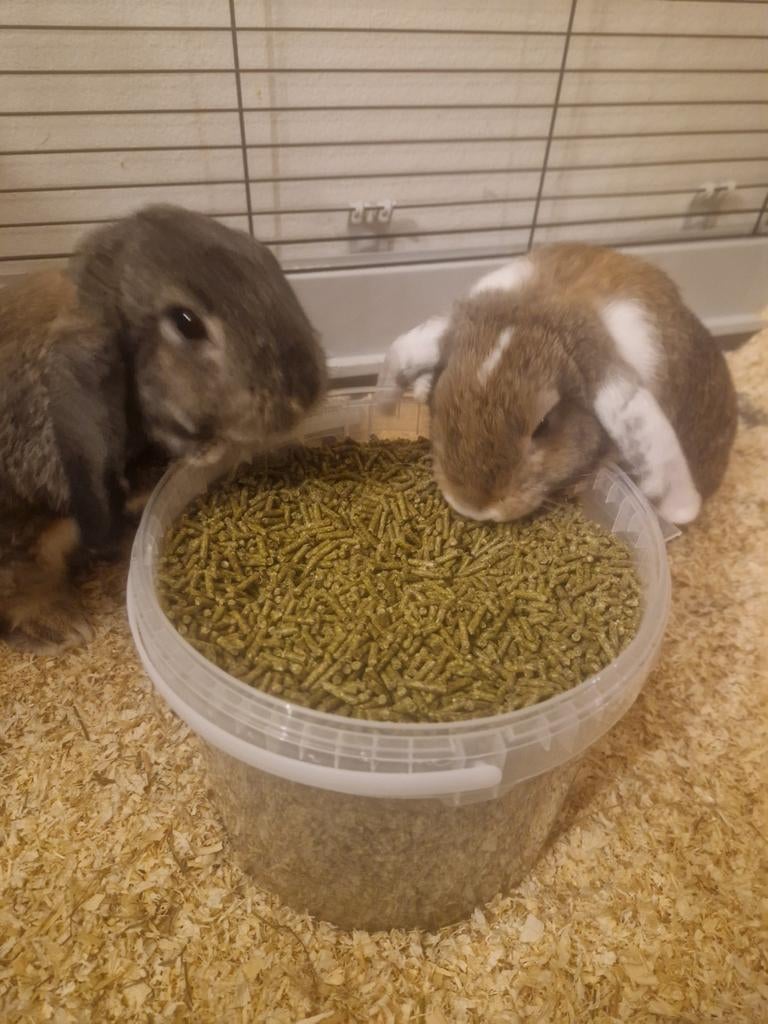 Te koop konijnen en alles wat erbij hoort., Dieren en Toebehoren, Konijnen, Meerdere dieren