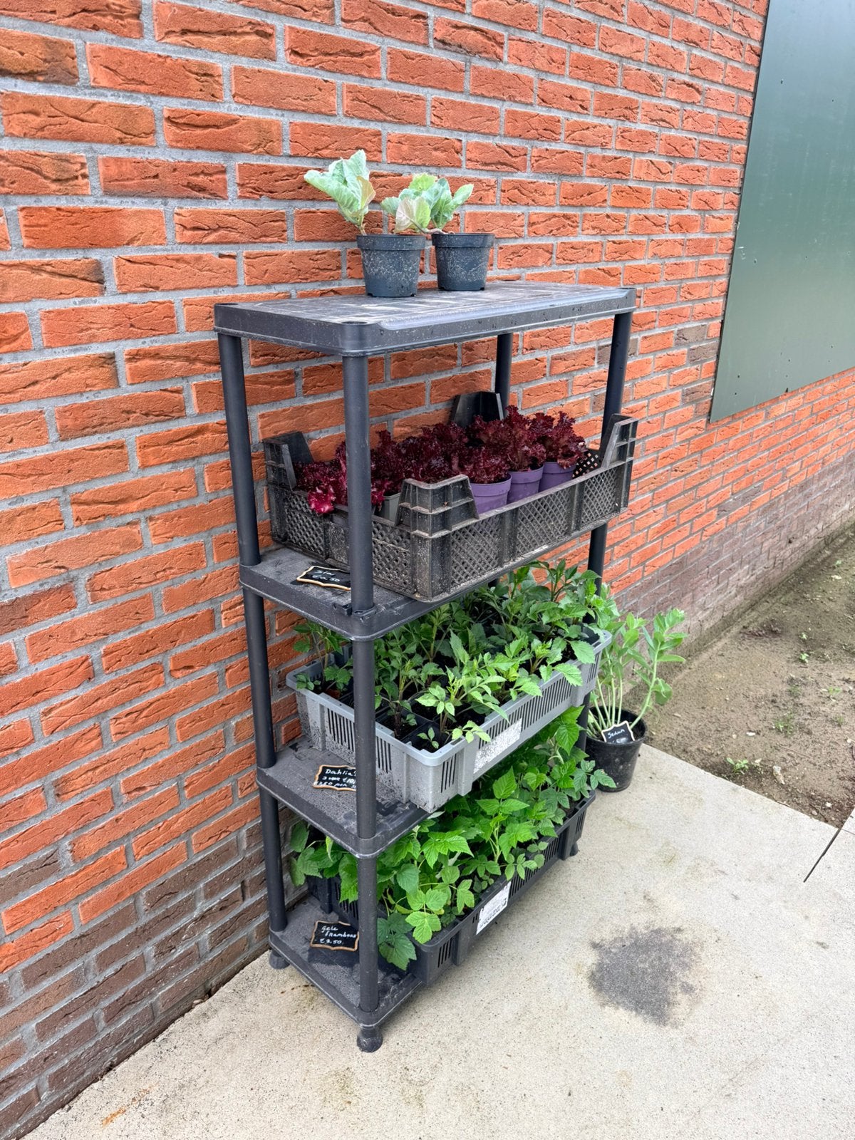 Gele framboos, Tuin en Terras, Planten | Tuinplanten, Ophalen of Verzenden, Volle zon