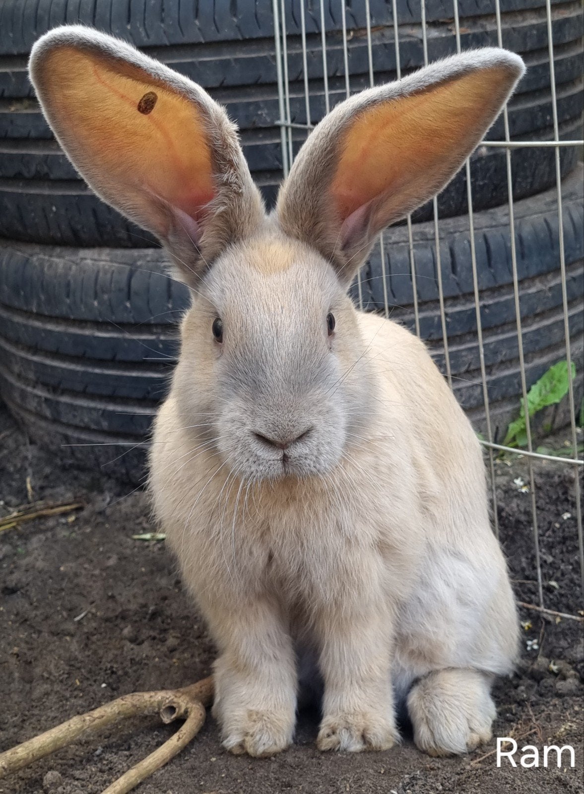 Duitse reus, Meerdere dieren, Groot, 0 tot 2 jaar