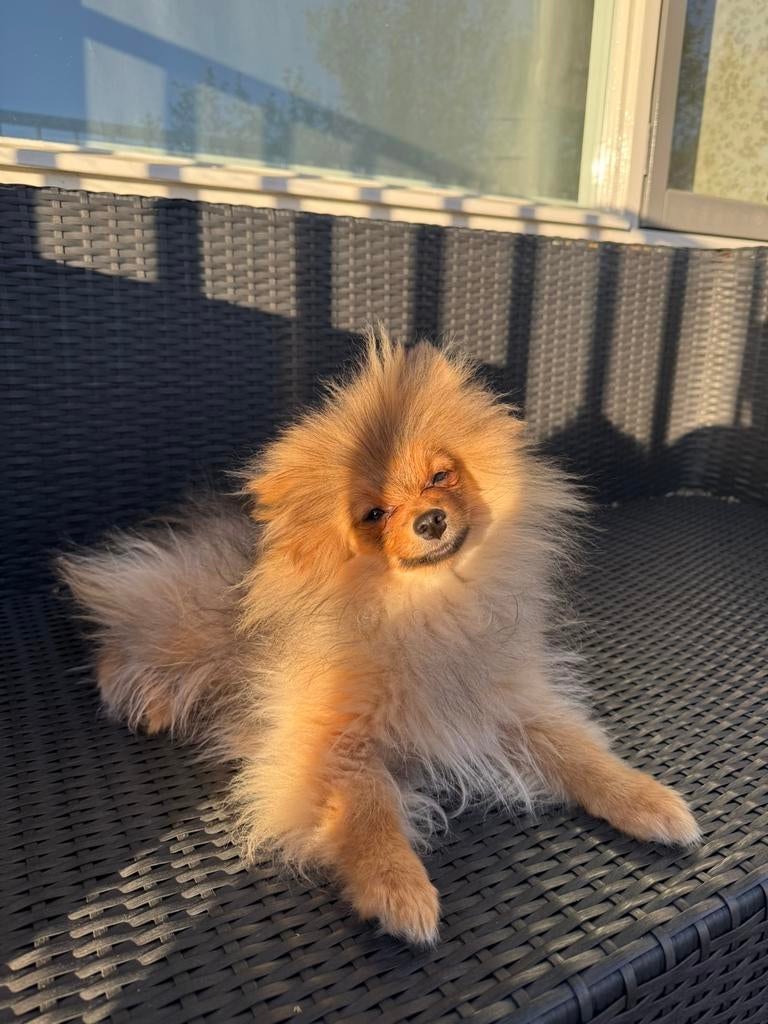 Lieve en vrolijke pomeriaan reutje pup te koop!, Dieren en Toebehoren, Keeshond, 15 weken tot 1 jaar, Reu, Parvo