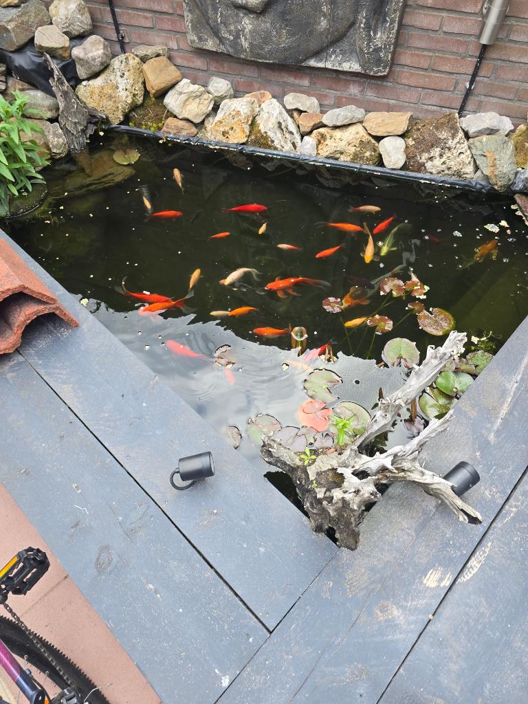 Koi karpers / Goud Vissen / Vijver Vissen ca. 35 a 40 vissen, Dieren en Toebehoren, Karper of Koi