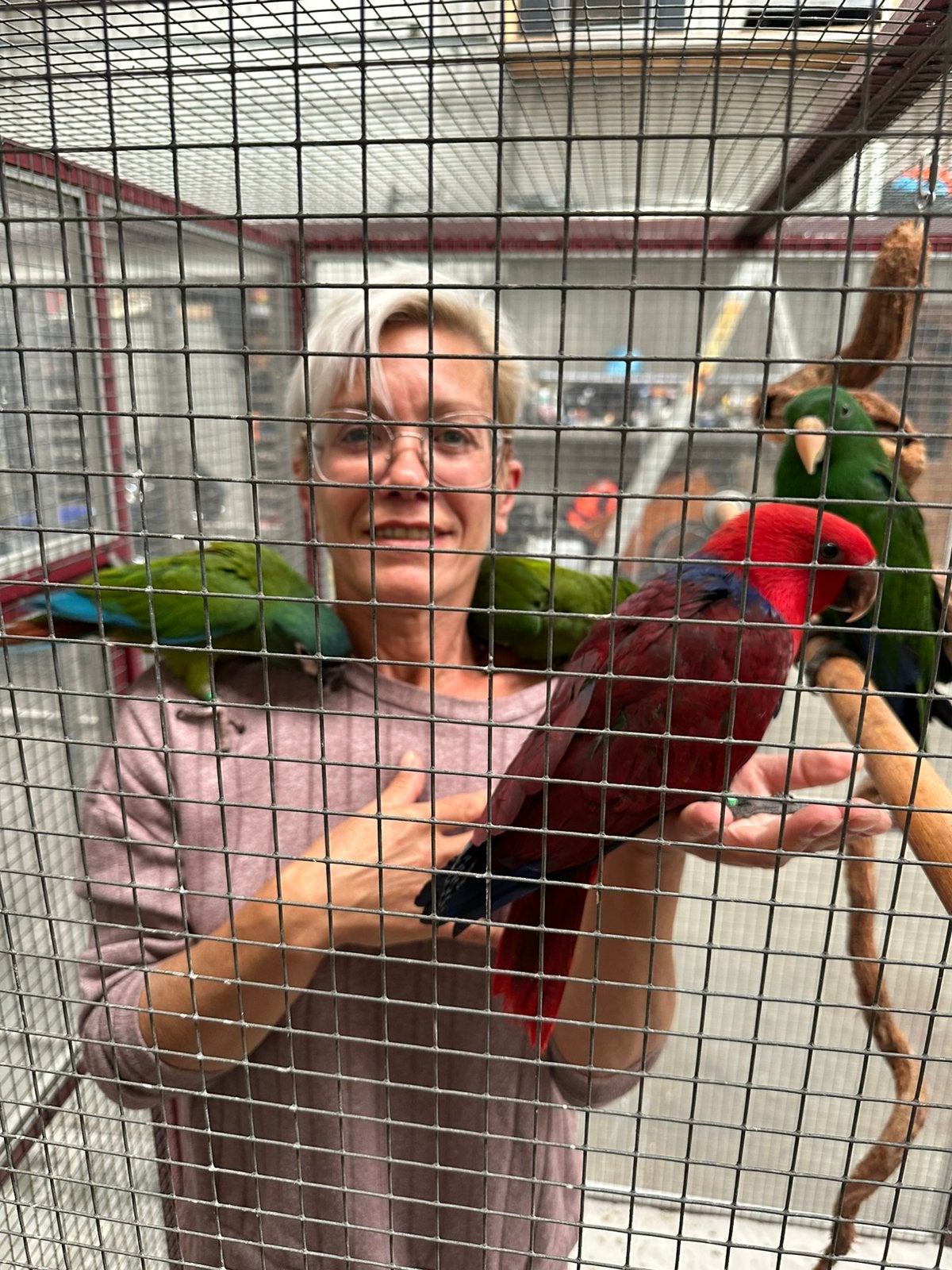 Te koop nog twee ara maracanas, Dieren en Toebehoren, Geslacht onbekend, Papegaai