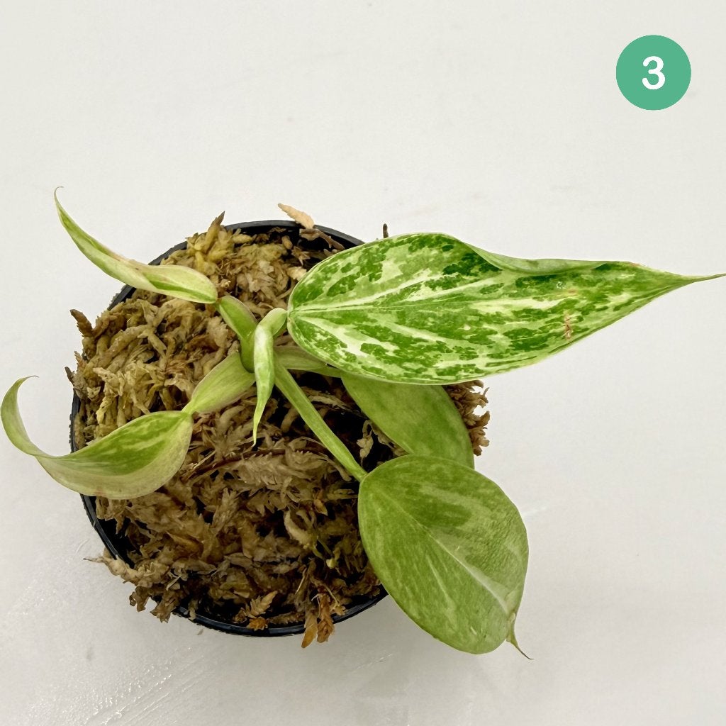 Philodendron Billietiae x José Buono Variegated, Huis en Inrichting, Kamerplanten, Verzenden, Halfschaduw, Minder dan 100 cm