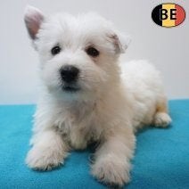 Westie - levendig & nieuwsgierig pups te koop, België, CDV (hondenziekte), 8 tot 15 weken, Meerdere