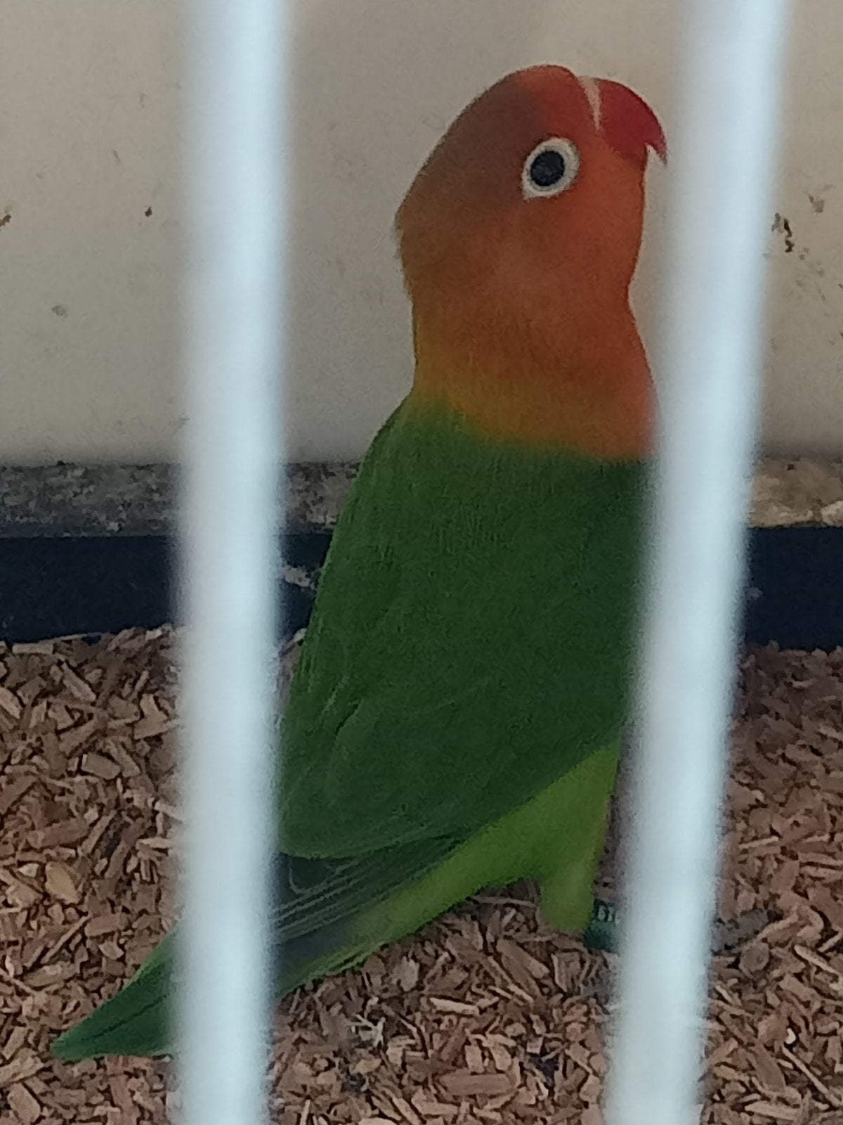 jonge dwergpapegaaien om tam te maken, Meerdere dieren, Dwergpapegaai of Agapornis, Tam