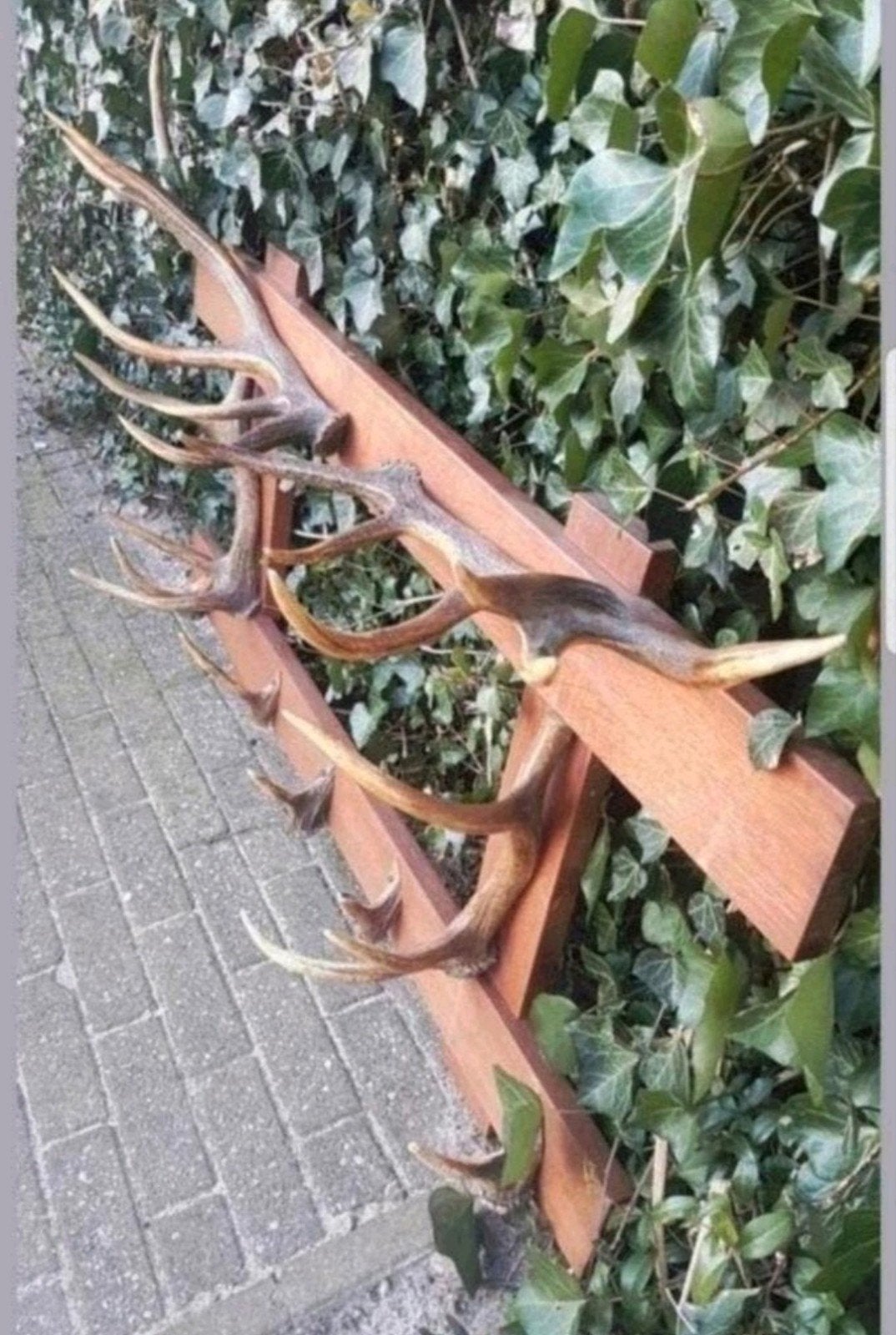Onwijs toffe antieke gewei geweien kapstok hert herten vinta, Ophalen of Verzenden, Zo goed als nieuw, Hert, Gewei of Kop