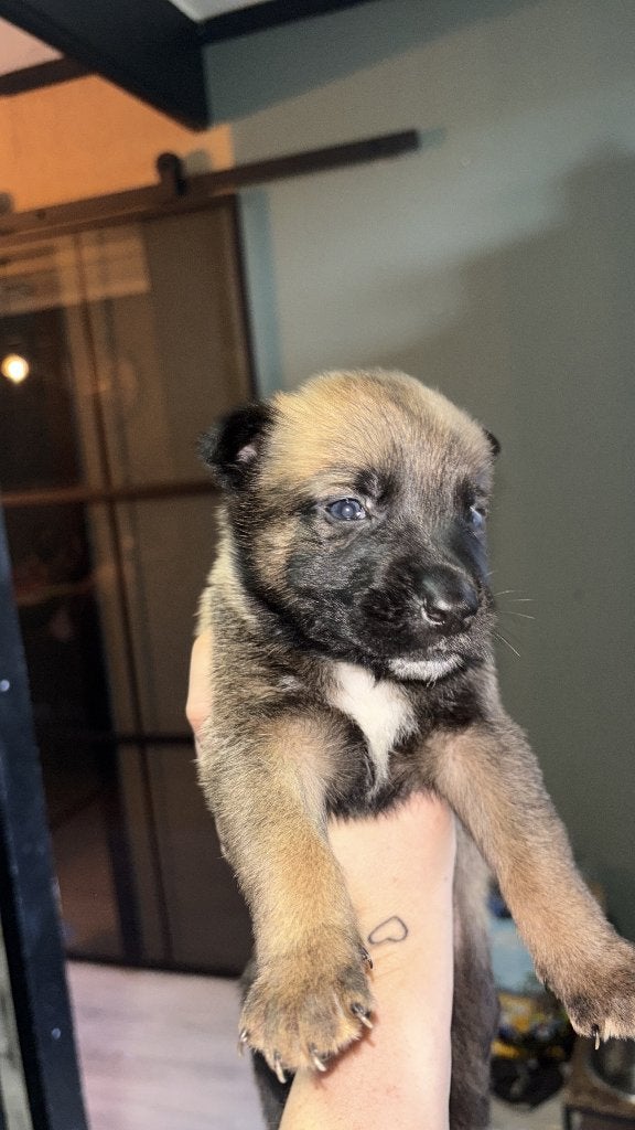 Mechelse herder pups nog 6 reutjes, Dieren en Toebehoren, 8 tot 15 weken, Meerdere, Meerdere dieren, Herder