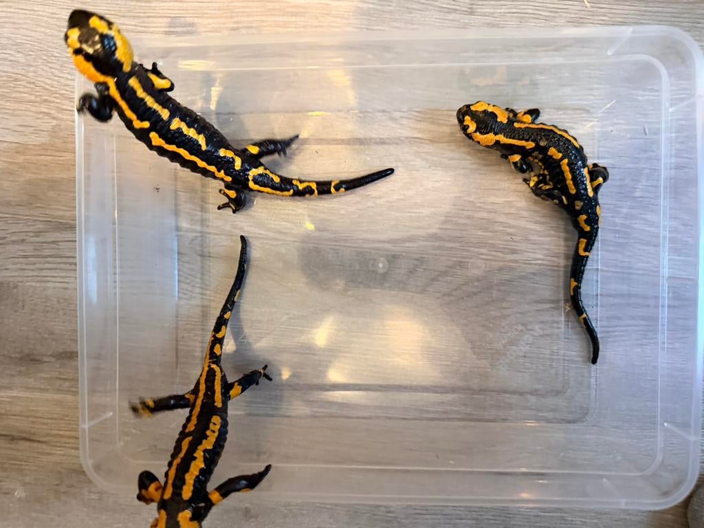 0.0.3 Salamandra salamandra terrestris nk2022, Dieren en Toebehoren, Amfibie, 3 tot 6 jaar