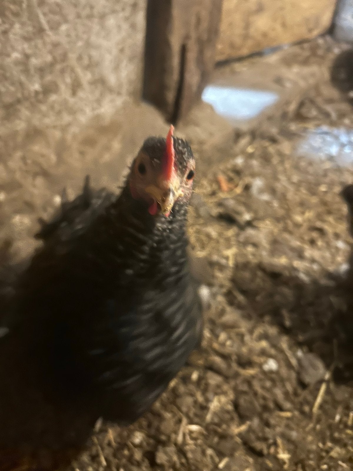 Cochin kriel kippen, Dieren en Toebehoren, Meerdere dieren, Kip