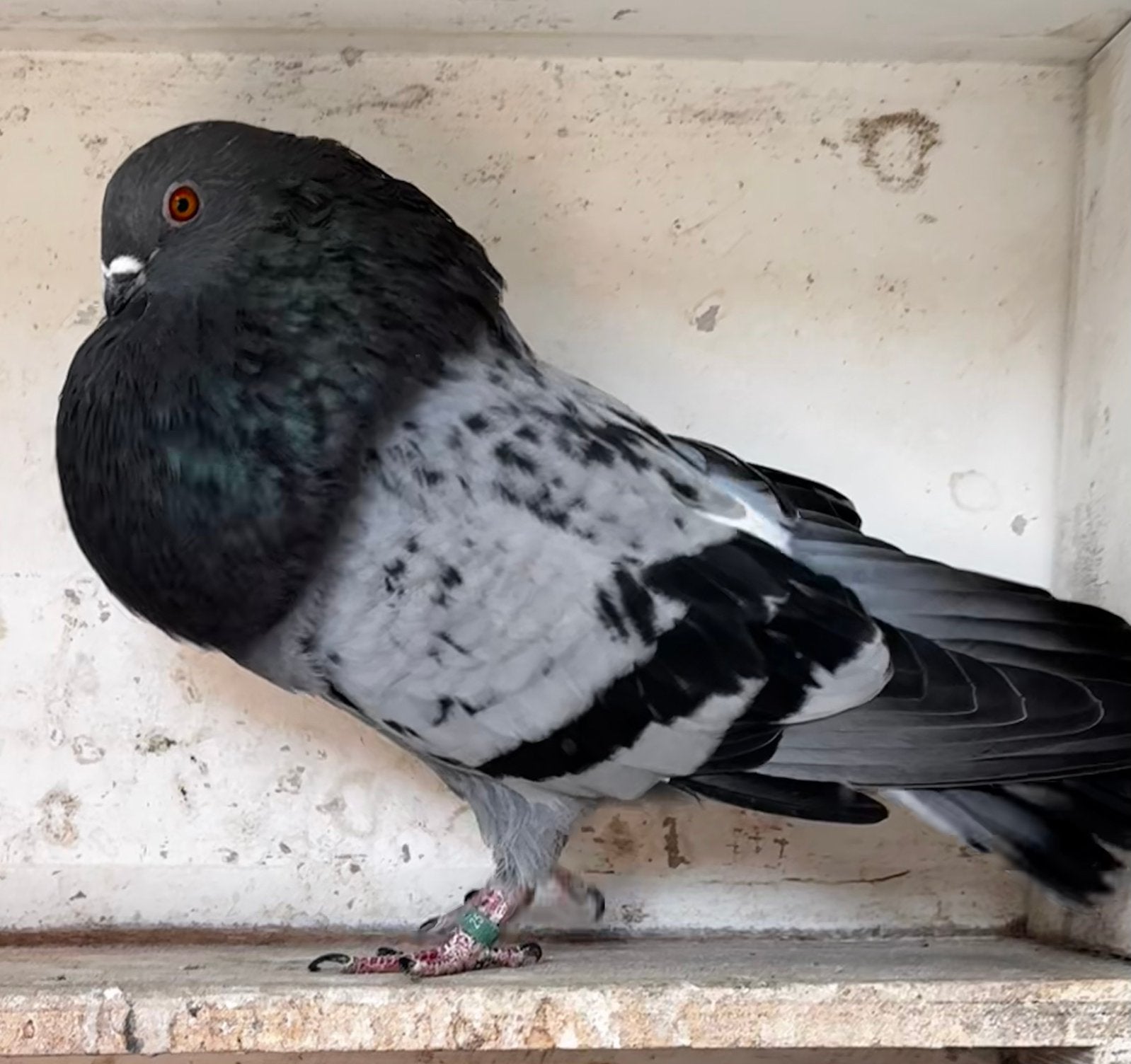 Valeño duivin, Dieren en Toebehoren, Vrouwelijk, Kropper