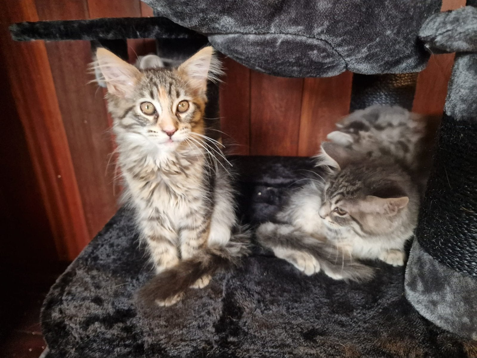 Maincoon kittens te koop, Meerdere dieren, Gechipt