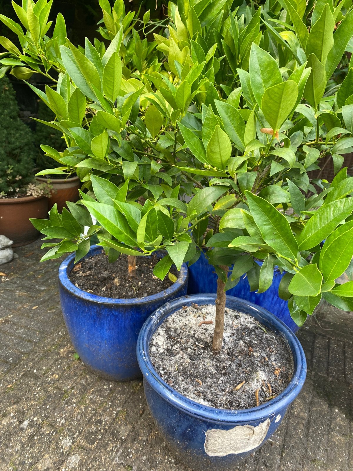 Citrusboompjes, Overige soorten, Minder dan 100 cm, Zomer, Ophalen